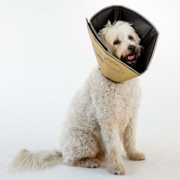 All Four Paws Apsauginė apykaklė Comfy Cone, gelsva, 20cm, S, ilga